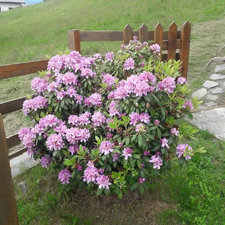 Luci Prázdninový dům